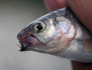 Travel to Eastern Sayan mountains