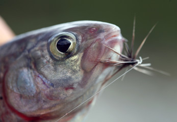 Travel to Eastern Sayan mountains