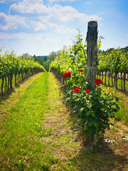 Roses in the vineyard