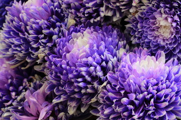 Chrysanthemum flower