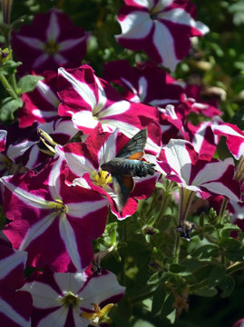 Hyles (hummingbird) flying over flower 4