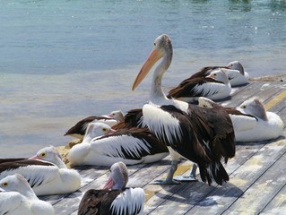 Australian pelicans on Kamgaroo island