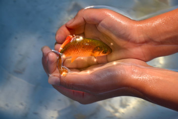 goldfish in hands