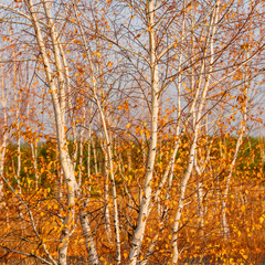 birch tree
