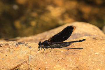 damselfly resting on stone