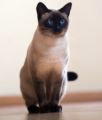 Sitting adult Siamese cat