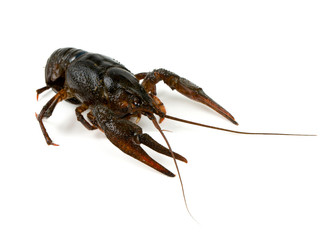 crawfish isolated on white