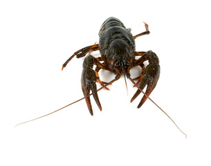crawfish isolated on white