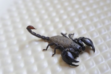 Bark Scorpion. Underberg,kwazulu Natal, 