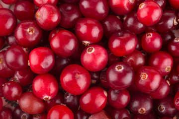 cranberry background