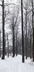 Foto auf Leinwand Winter forest © Nazzu