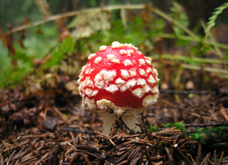 Sunny amanita