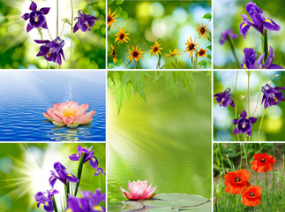 image of mix different beautiful flowers