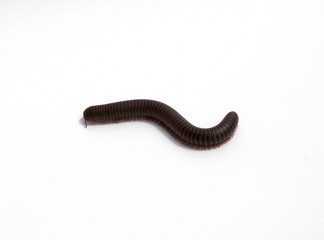 Millipede