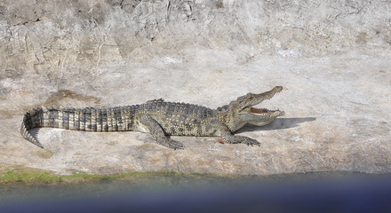 Fototapeta premium Крокодил с открытой пастью на бетоне у воды