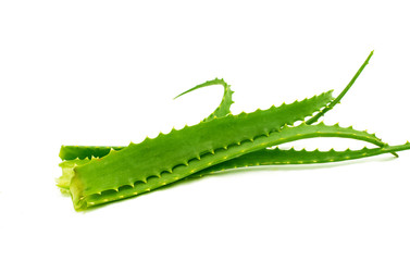 aloe leaf