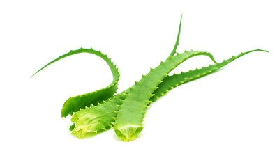 Fototapeta premium aloe leaf