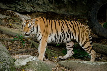 indochinese tiger