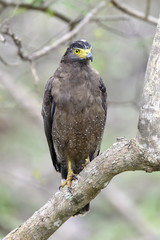 Serpent Eagle