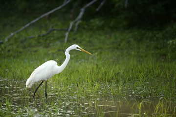 White egret