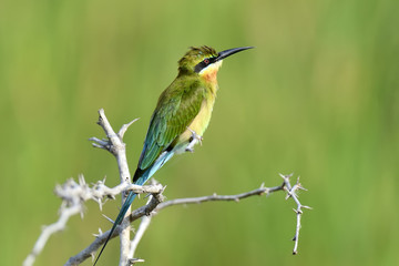 Little Green Bee-eater