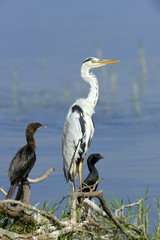 Gray heron