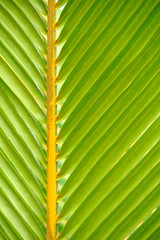 Textures of Green Palm leaves