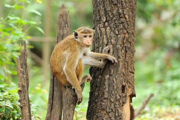 Monkey in the living nature