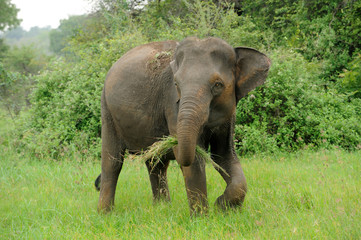 Fototapeta premium Elephants