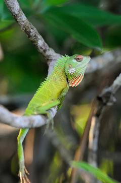 Chameleon at tree branch