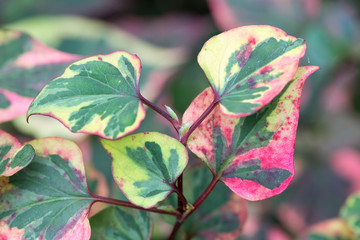 Colorful leaves of Houttuynia cordata Chameleon