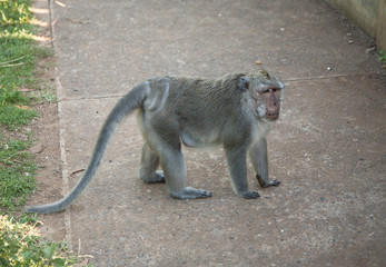 Monkey at Uluwatu, Bali, Indonesia