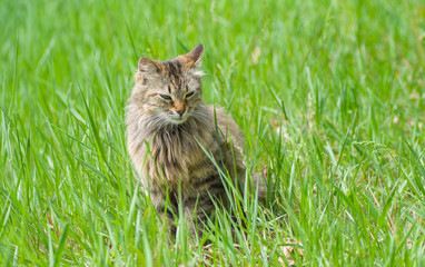 Naklejka na ściany i meble Siberian cat sitting in spring grass