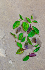 fresh leaves of a basil on