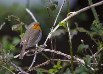 Robin Red Breast