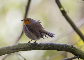 Robin Red Breast