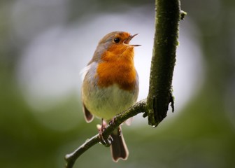 Robin Red Breast