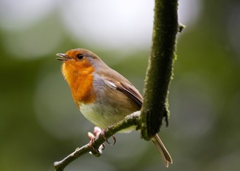 Robin Red Breast