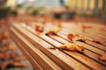 Autumn on wooden bridge