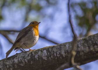 Robin Red Breast