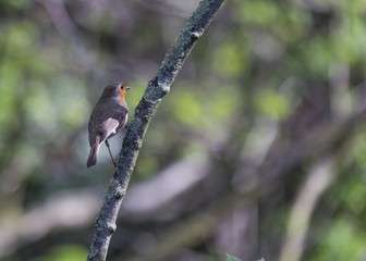 Robin Red Breast