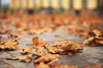 Autumn background