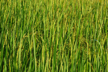 rice field texture background