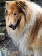 Collie