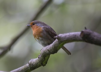 Robin Red Breast