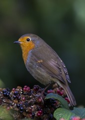 Robin Red Breast