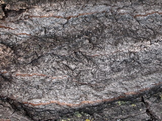 Closeup of Maple Bark Background 