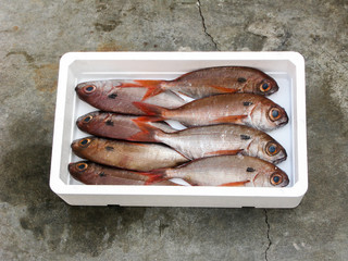 Blackspot Seabream