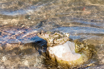 Frog on a rock