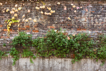 Old brick wall covered with yellow ivy and green plants